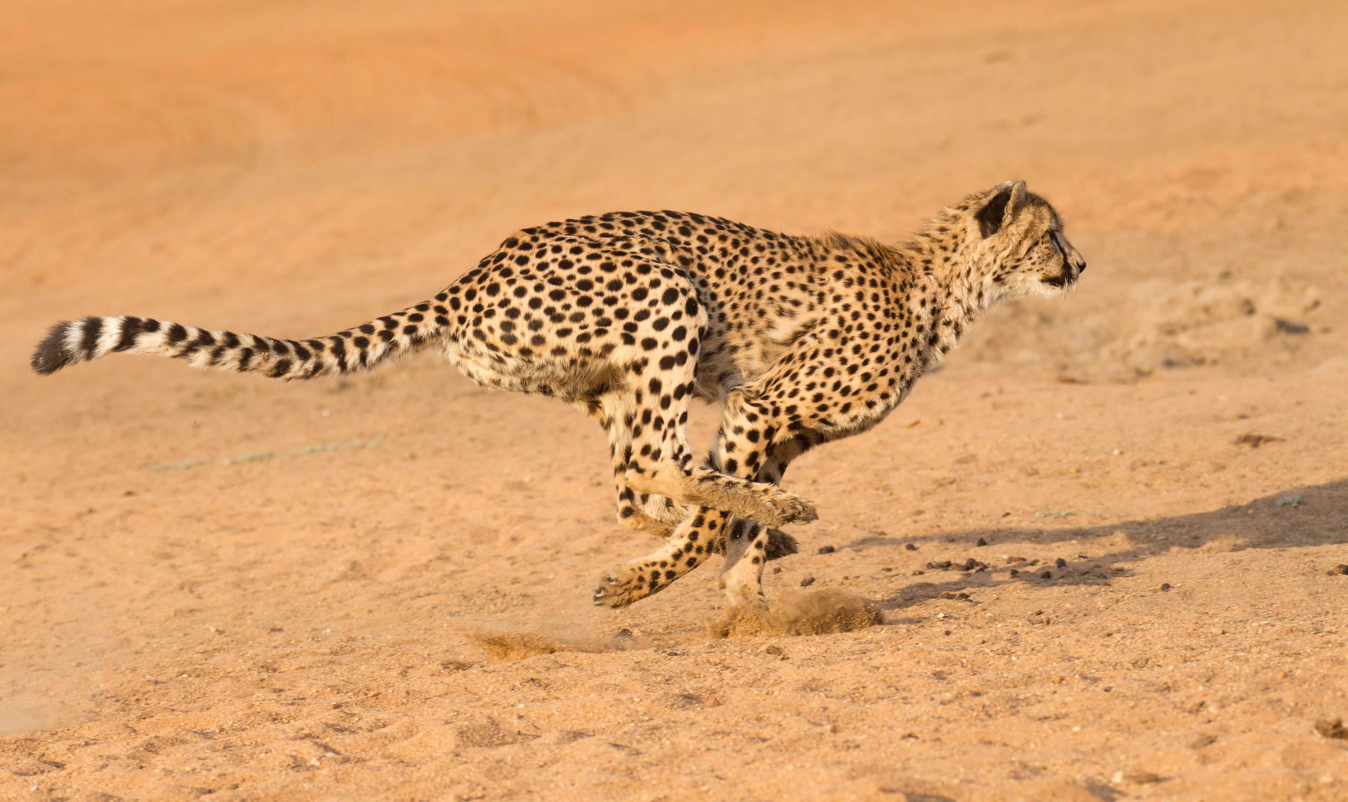 A running cheetah