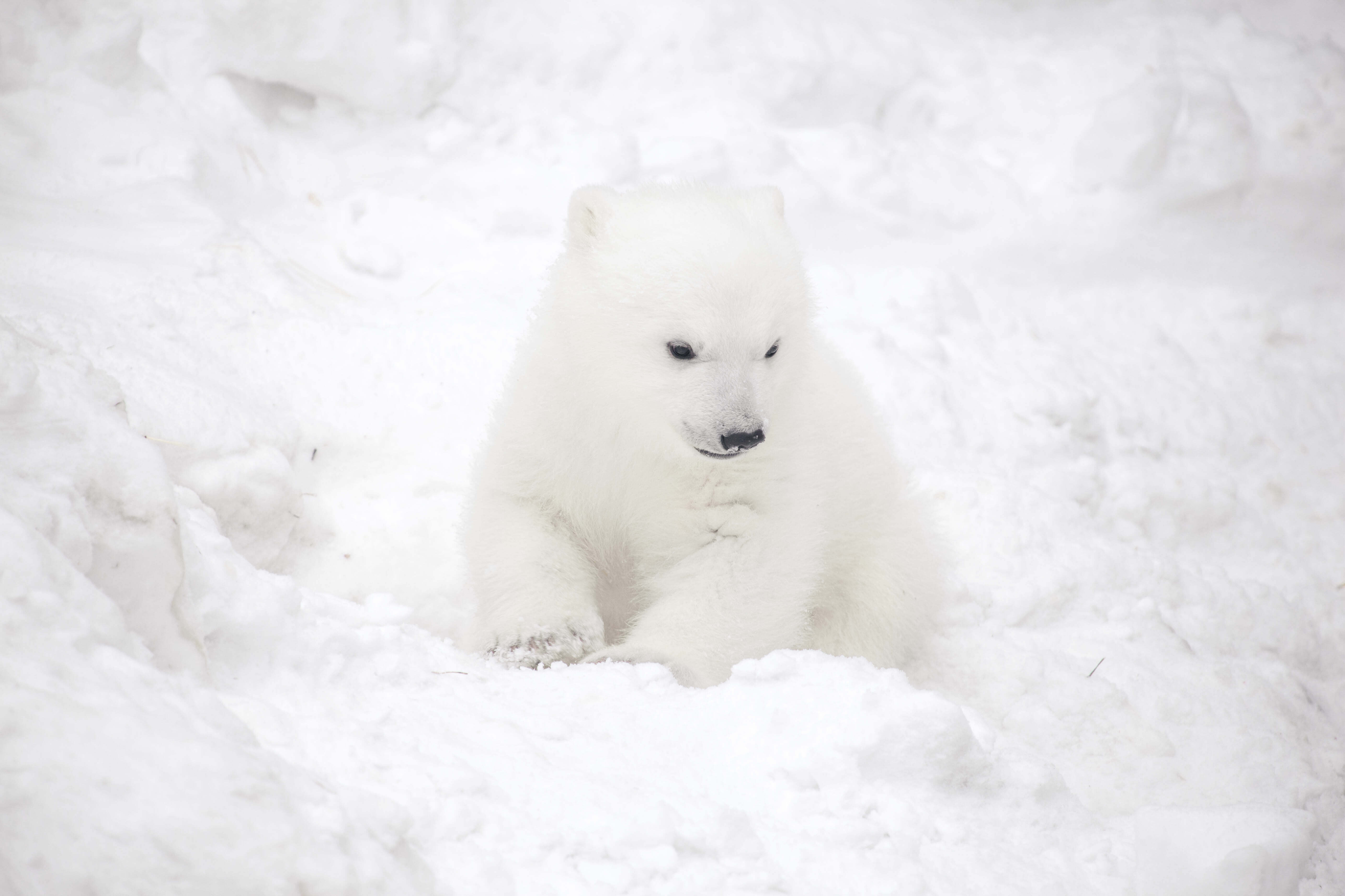 Little polar bear cub in the snow