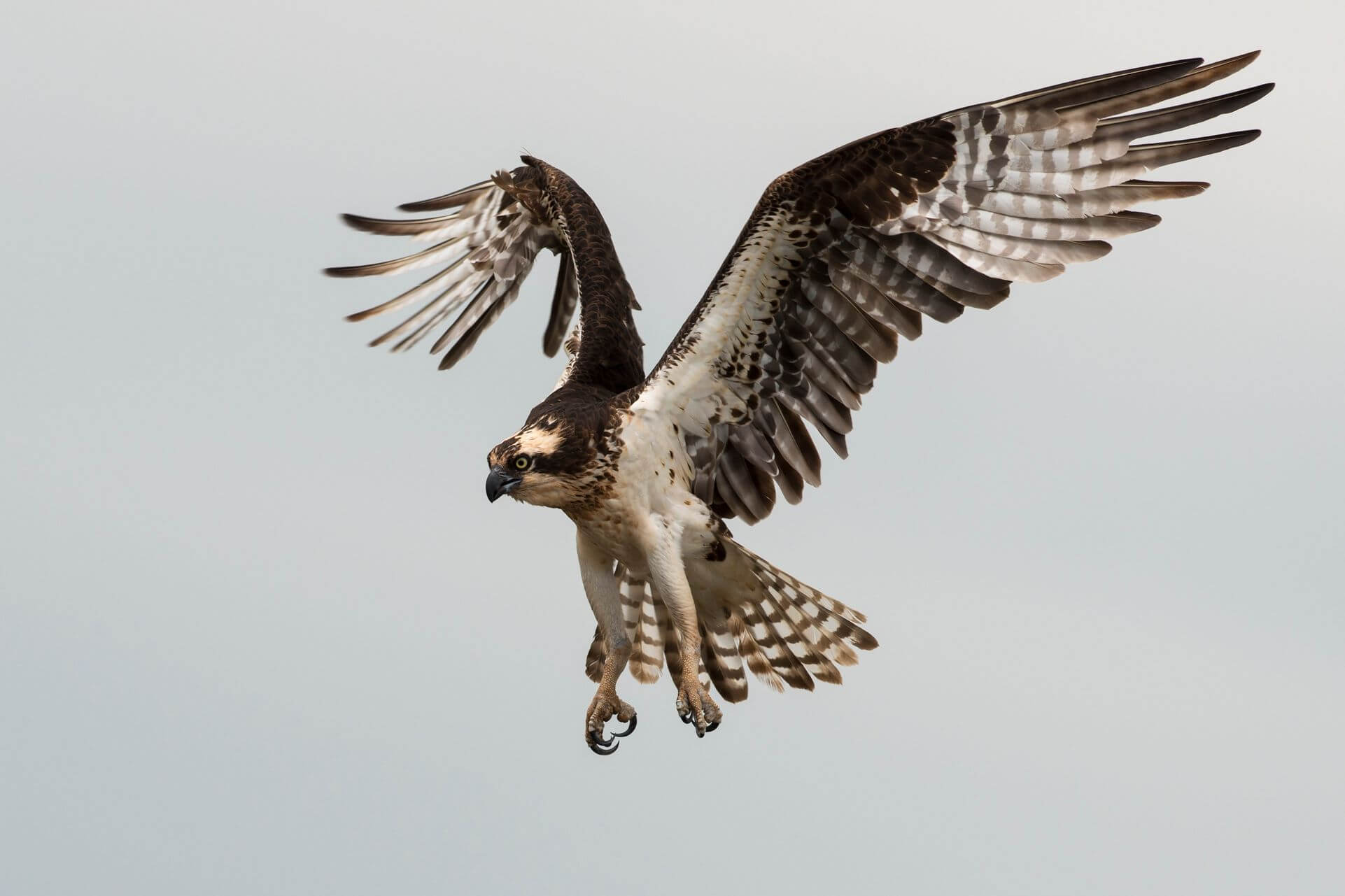 A hawk coming in for landing.